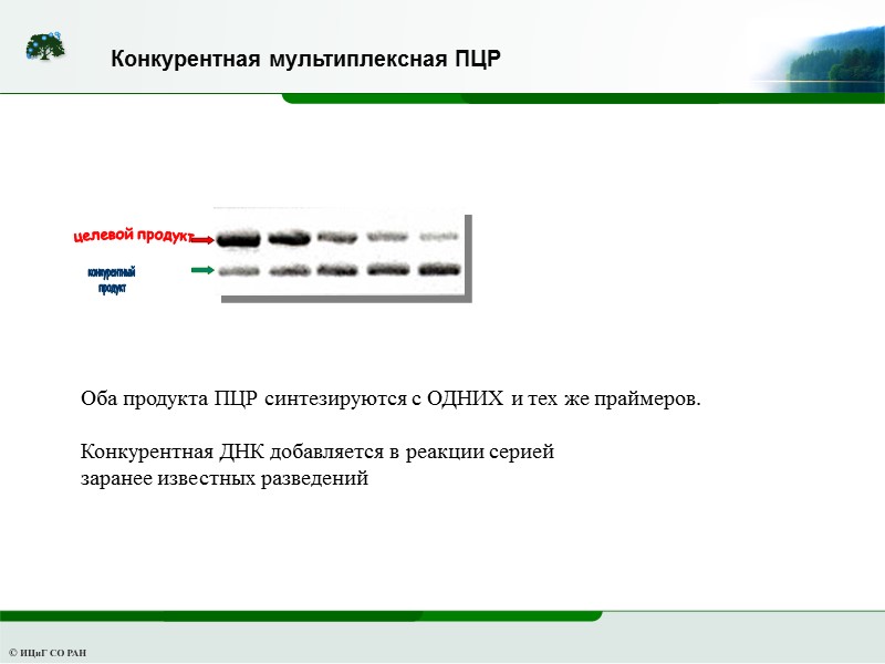 Конкурентная мультиплексная ПЦР Оба продукта ПЦР синтезируются с ОДНИХ и тех же праймеров. 